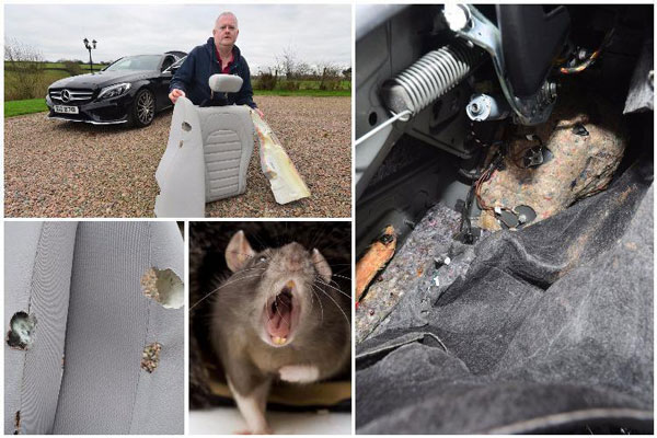 Chống chuột ô tô trong dịch covid! 6 mẹo cực hay cho các bác tài