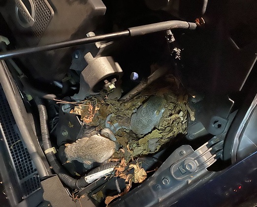 chuột vào khoang xe ô tô